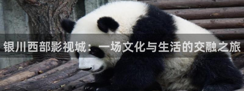 极速影院下载：银川西部影视城：一场文化与生活的交融之旅